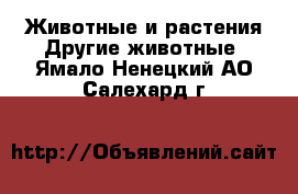 Животные и растения Другие животные. Ямало-Ненецкий АО,Салехард г.